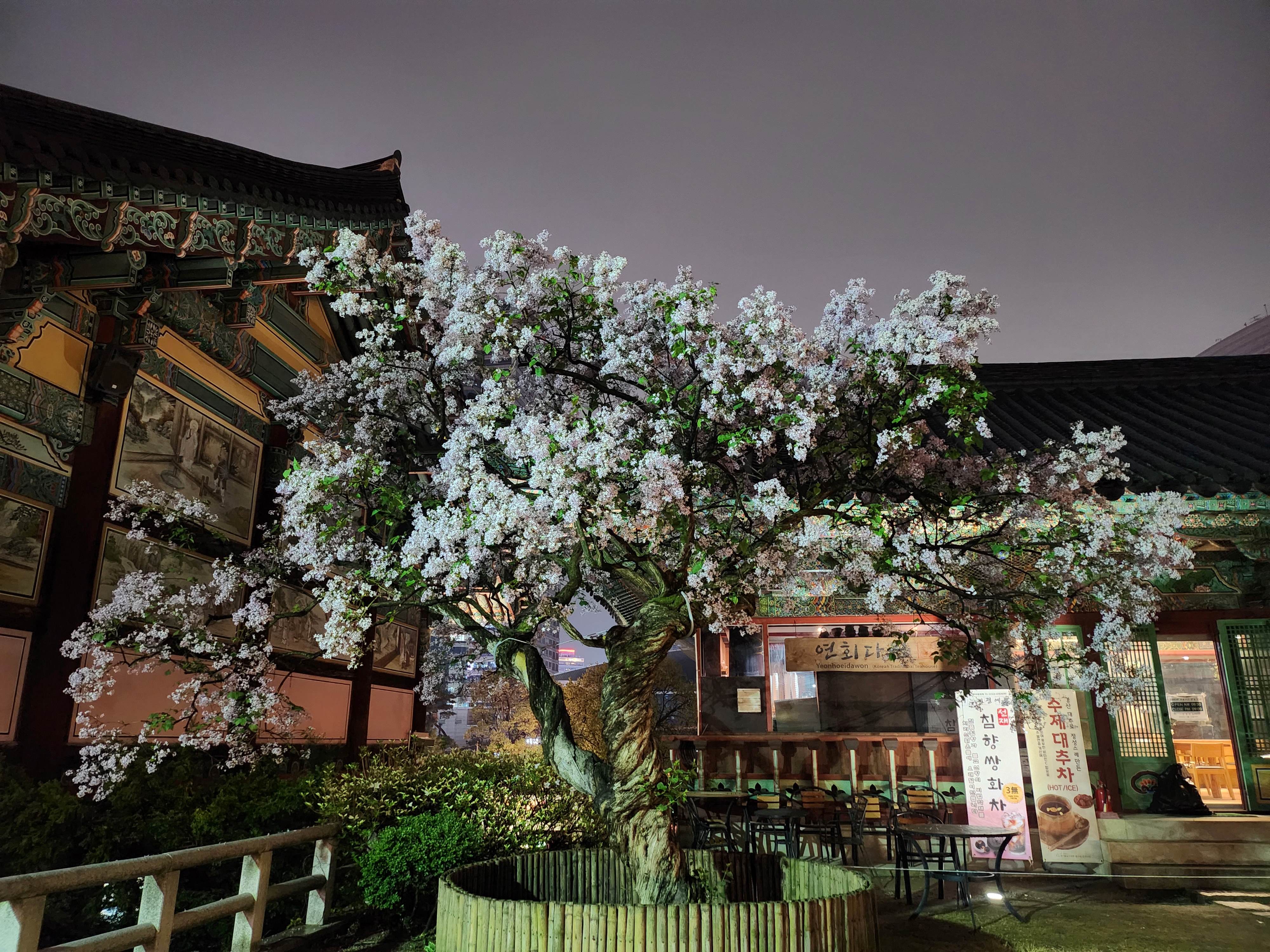 2025. 4. 19. 봉은사 연등제 야경 산책 후기 (겹벚꽃, 라일락, 홍매화 개화상황 포함)