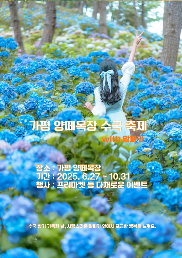 가평 양떼목장 수국축제