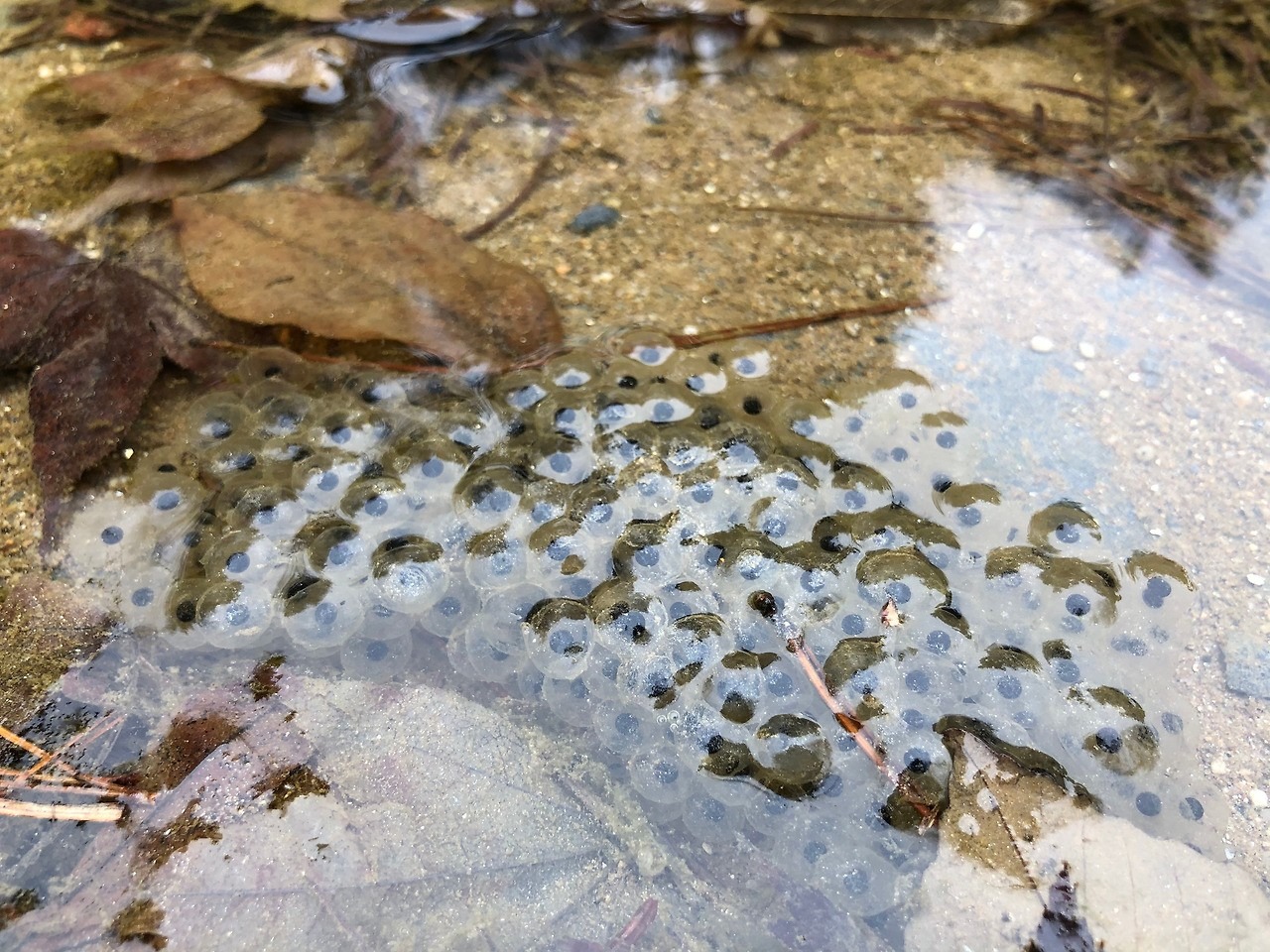 2025 멸종위기 동물｜북방산개구리&amp;#44; 봄을 깨우는 논두렁의 수호자