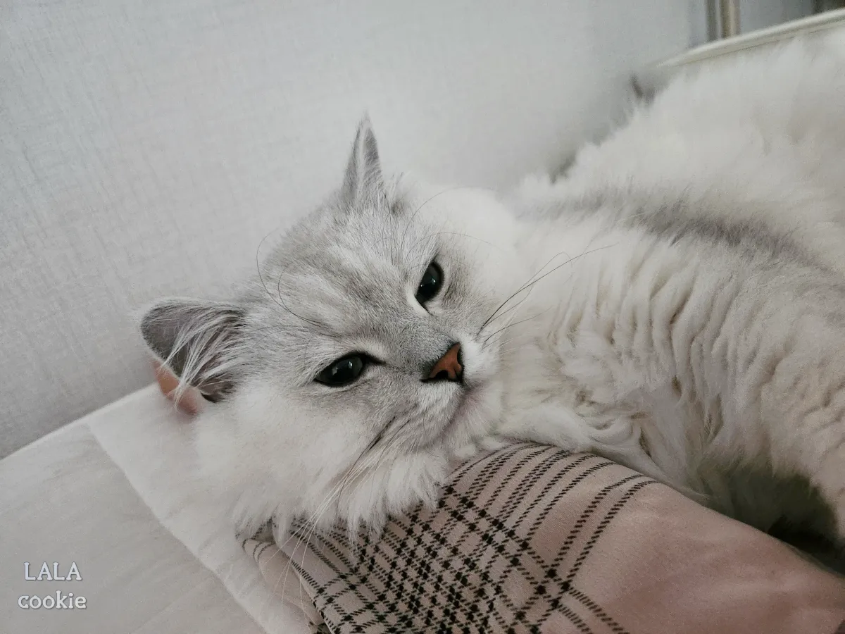 고양이-모래-비교-추천-누워있는-고양이