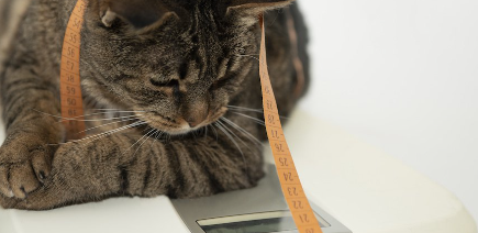 메이저를 머리부터 걸치고 체중계에 오르는 고양이.