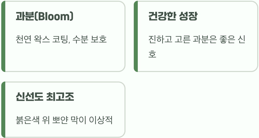 하얀 분, 신선함과 건강함의 증거