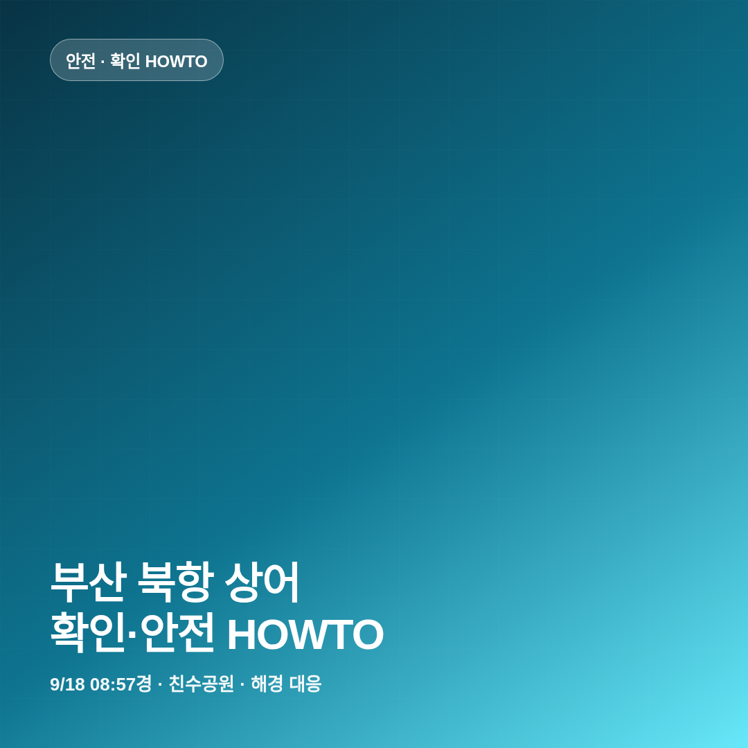 부산 북항 상어 출몰 안전 확인 썸네일