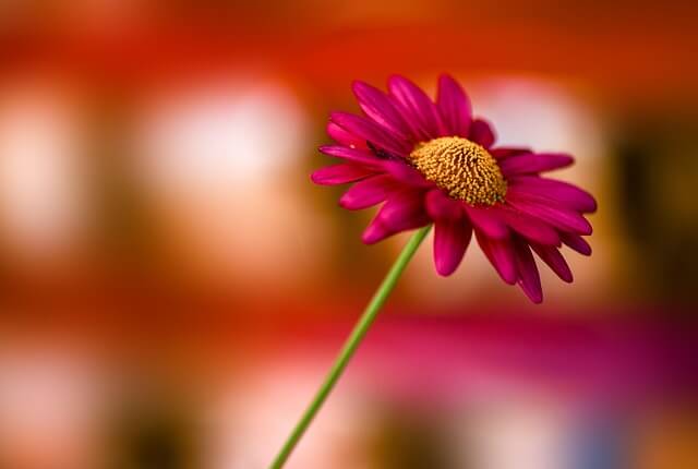 마가렛 꽃&amp;#44; 마가렛 꽃말