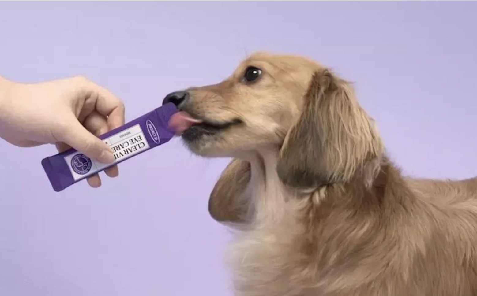 후기 많은 강아지 백내장 눈 영양제 3종 비교 추천 관련 사진