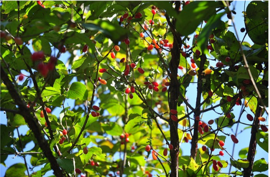 구례 산수유 꽃 축제