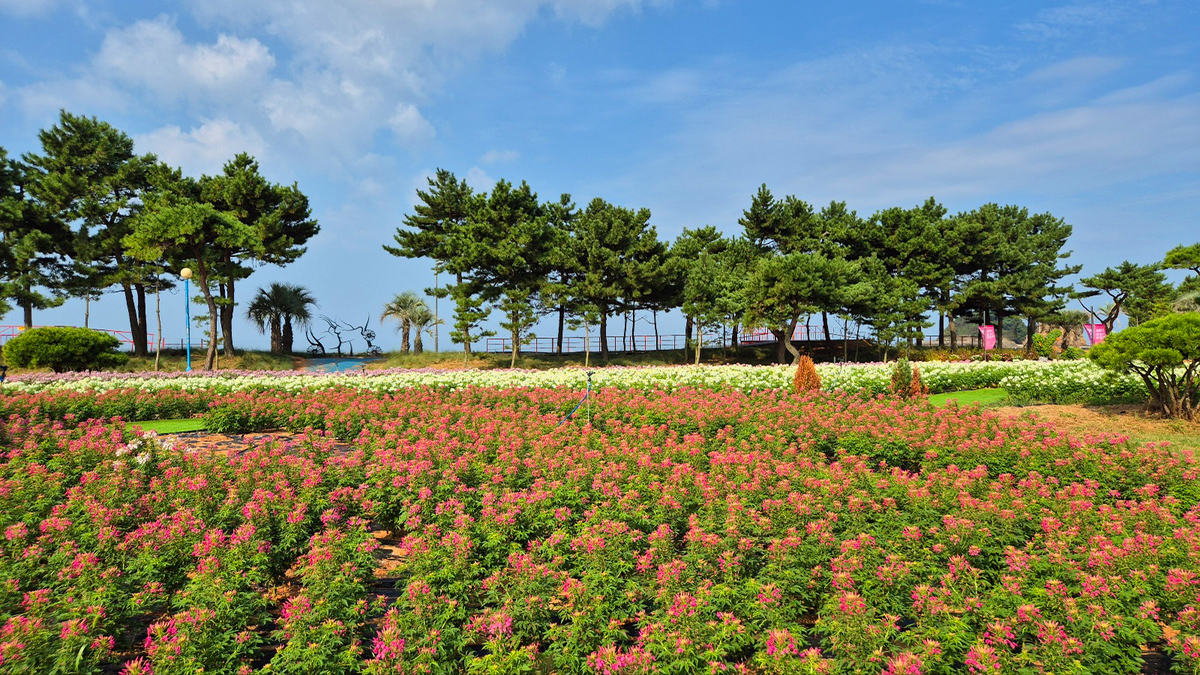 9월 18일 개화현황1