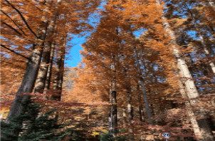 장태산자연휴양림 요금 선착순 사전예약 주차 할인 산림복지바우처