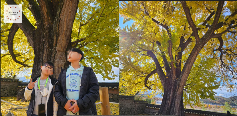 밀양-금시당-아이들-400년 넘은 은행나무