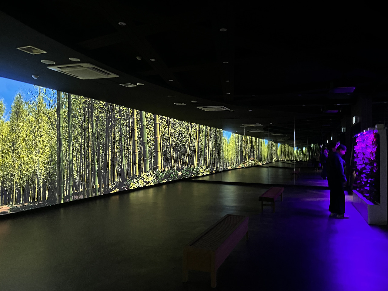 담양 한국대나무박물관 방문 꿀팁: 위치, 관람정보, 등나무꽃 포인트 총정리