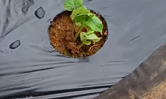 강낭콩 파종시기와 거름 주는 방법 정리 1