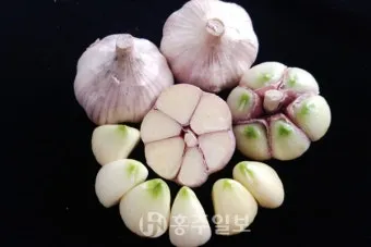 홍산마늘 효능 수확시기 재배법 주아 정리 정보_5