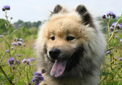 심리치료와 펫테라피의 차이점