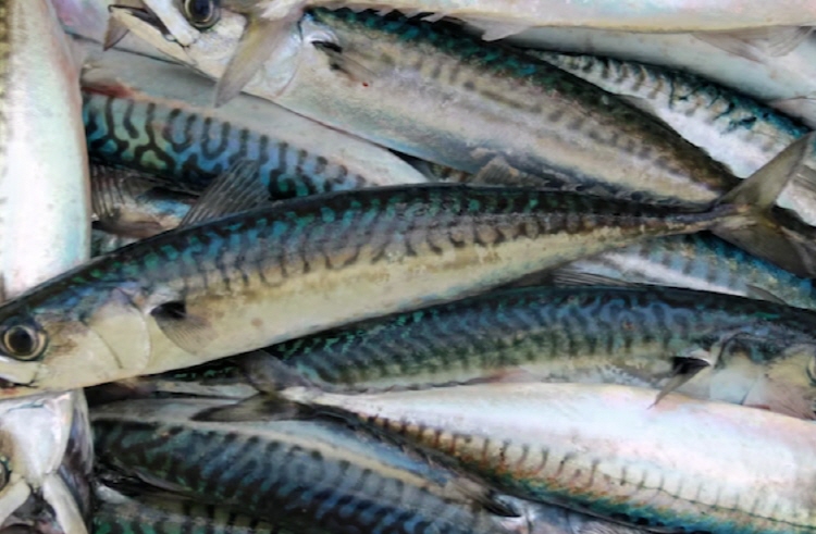 통풍에 해로운 음식