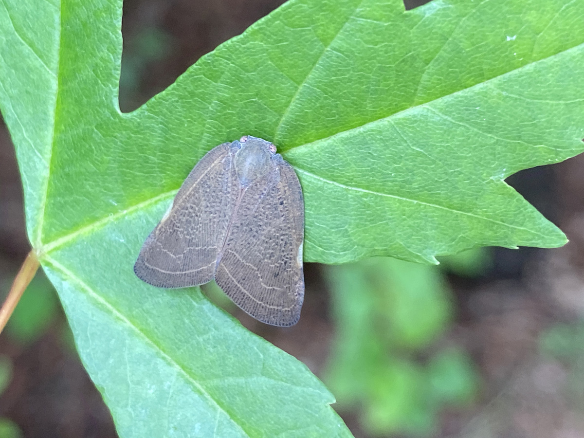 갈색날개매미충3