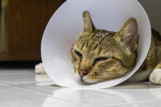 고양이 중성화 수술이 필요한 이유