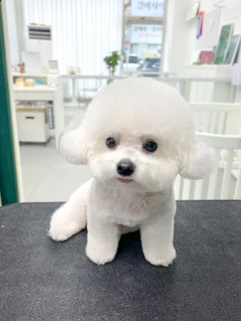 비숑 프리제 분양가격 종류 미니비숑 성격_10