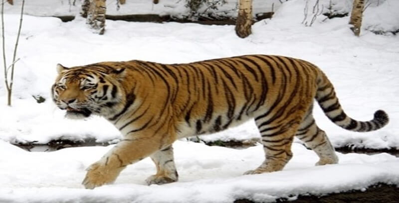 호랑이 꿈해몽 10가지 정리.첫번째