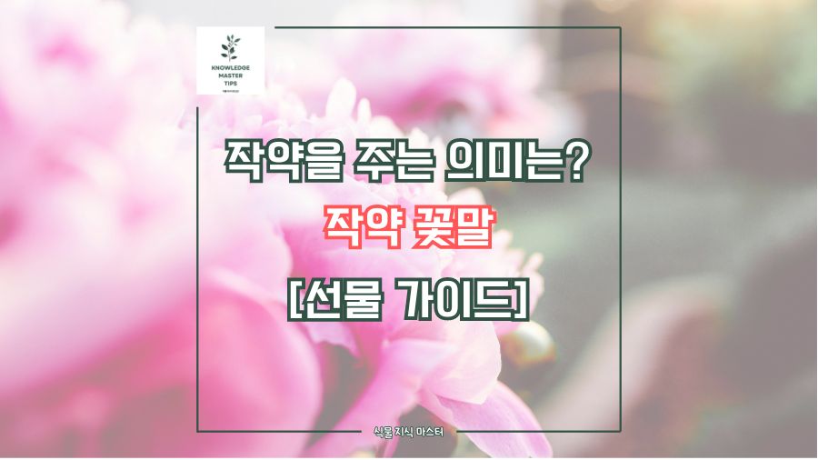 작약을 주는 의미는? 작약 꽃말 [선물 가이드]