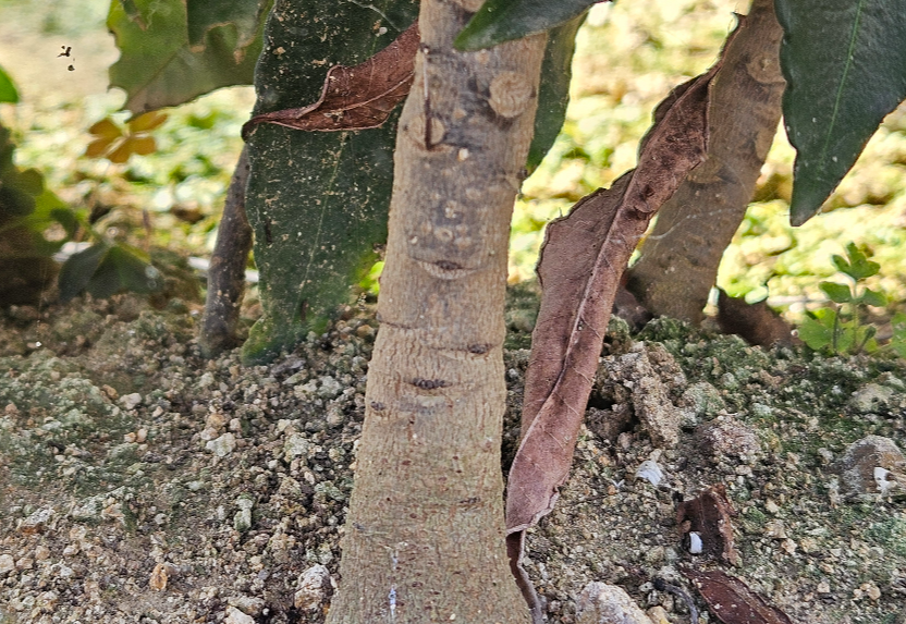 백량금 줄기