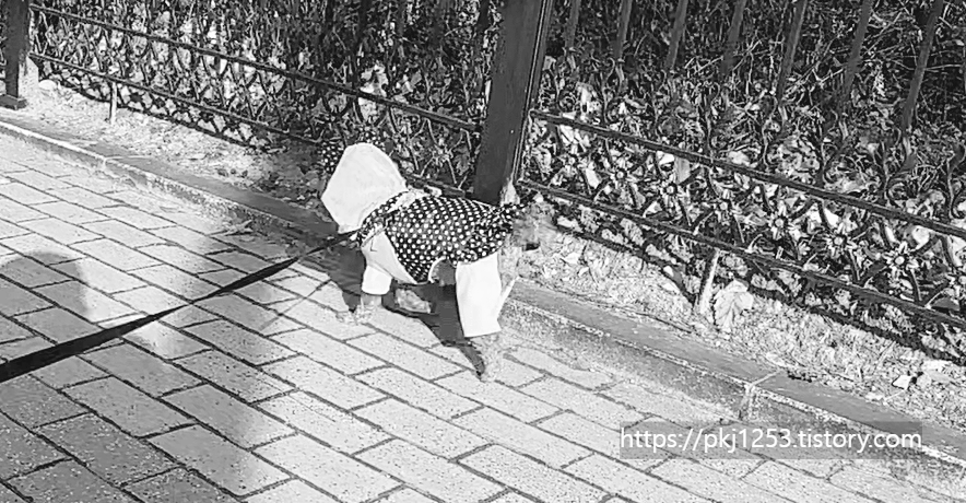 Alt 속성 문제 해결 설명 이미지