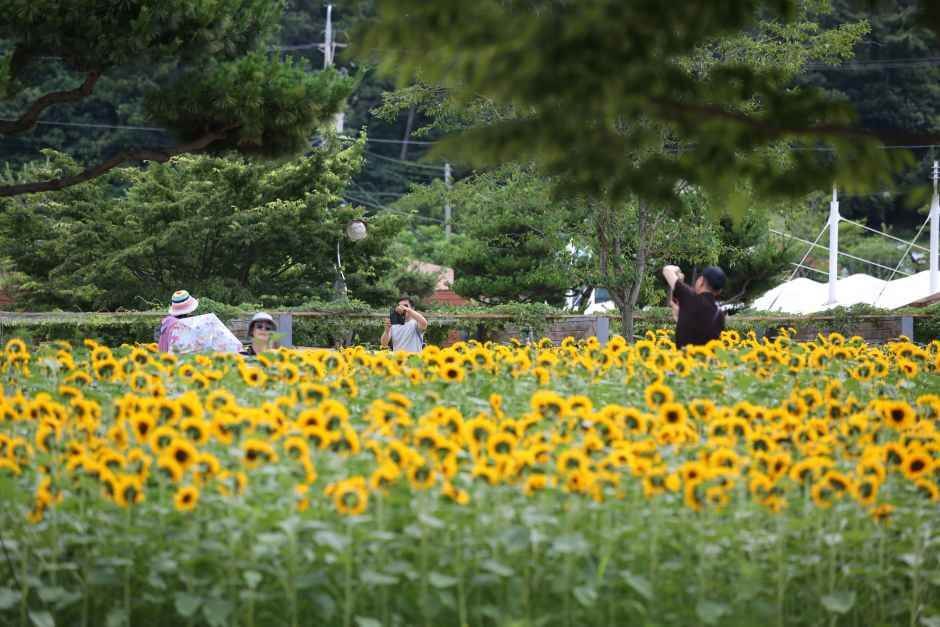 무안 연꽃축제 2026