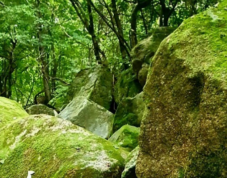 뱀에게물리는꿈