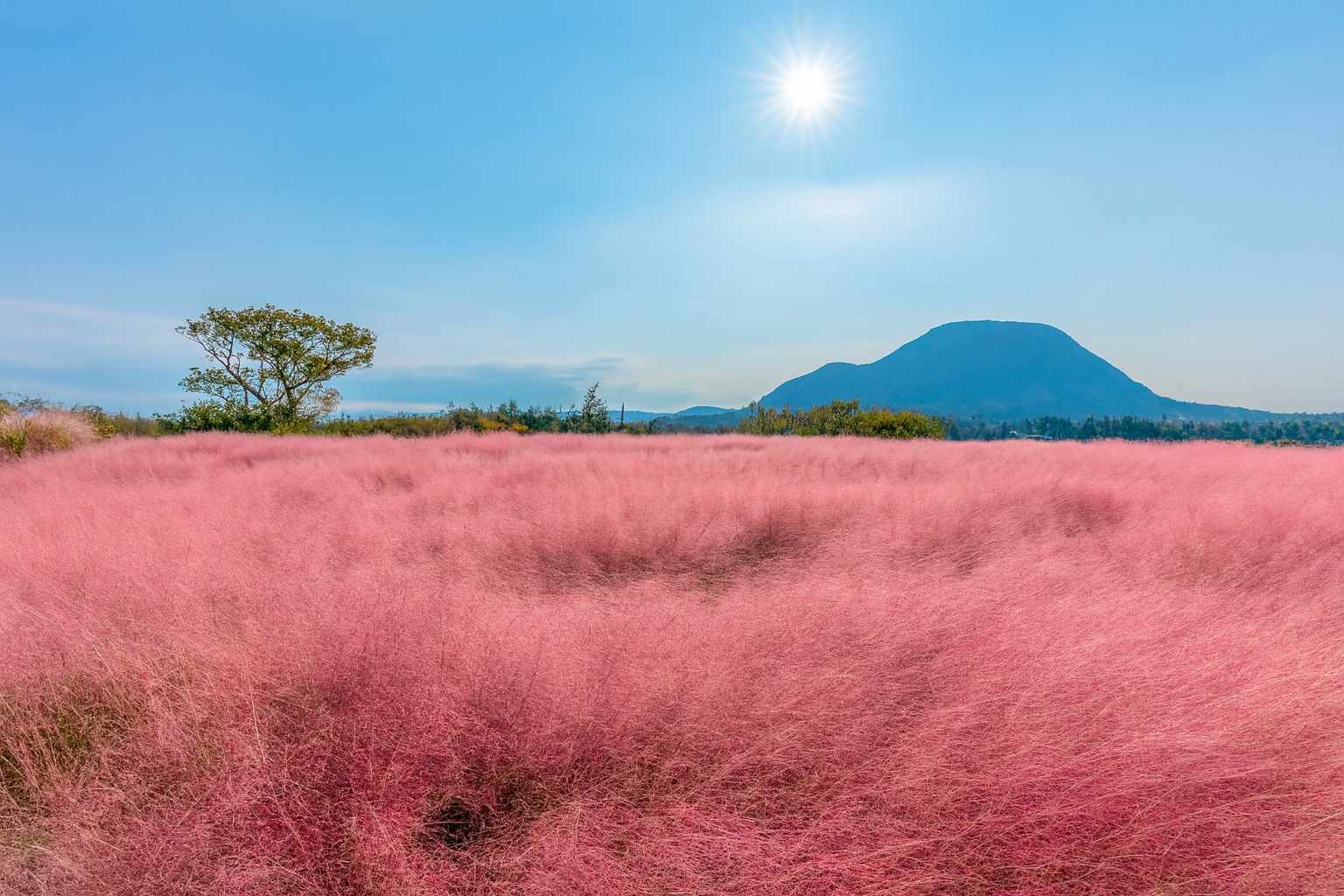한국 10월 가을꽃 명소 총정리 코스모스 국화 핑크뮬리 여행 제주도 풍경