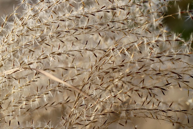 갈대와 억새의 차이점부터 갈대뿌리(노근)효능, 명소 추천