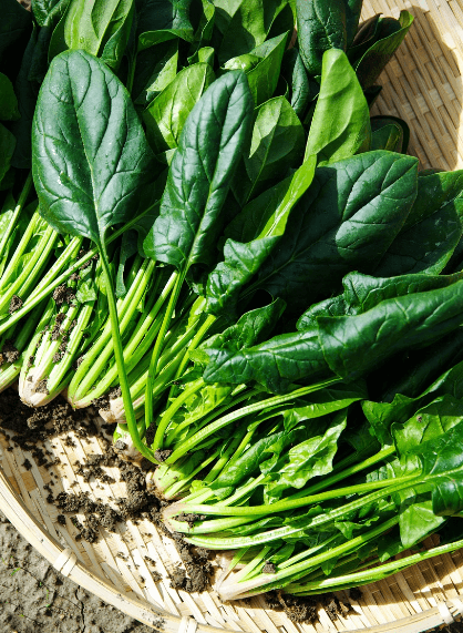 엽산이 많은 음식 사진 - 2155