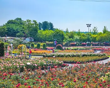 울산대공원 장미축제_16