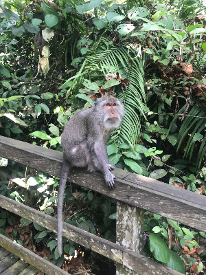 발리 여행 추천 우붓 원숭이숲