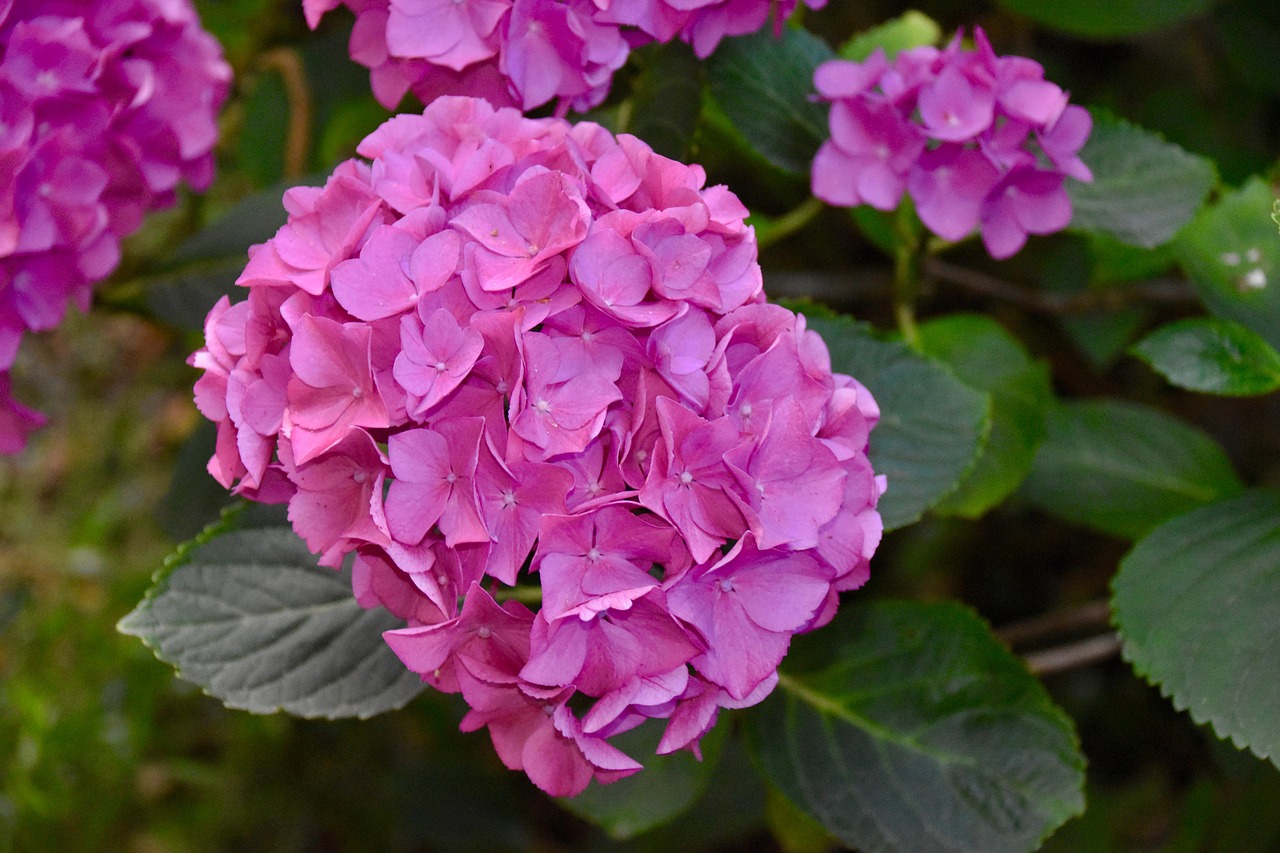 휴애리 자연생활공원 수국 관련 사진