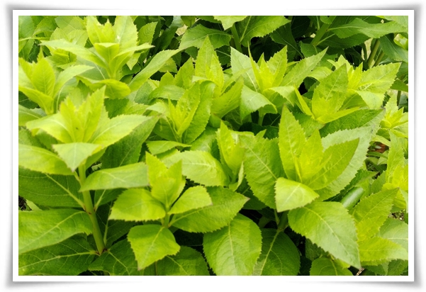 "도라지 꽃과 도라지" 아름다운 꽃과 건강한 뿌리를 품은 자연의 선물!