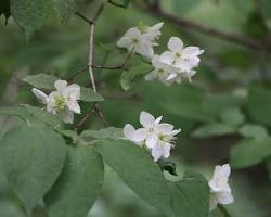 고광나무 이미지 사진