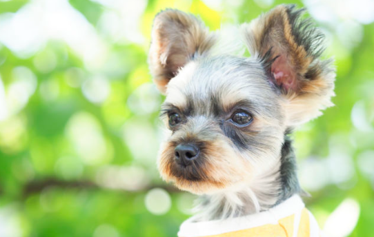너무 귀여운 요크셔 테리어