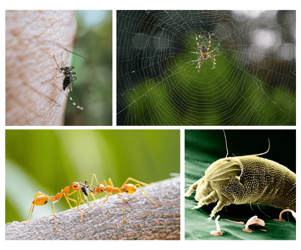 모기, 개미, 불개미, 진드기