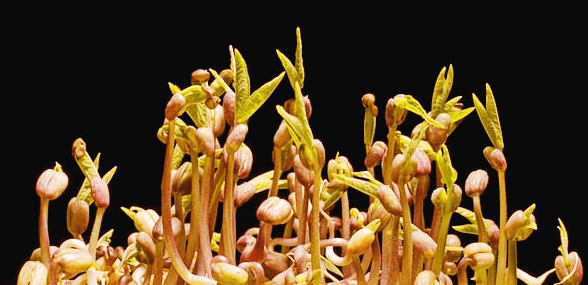 콩나물이 자라고 있다. 콩나물에 연두색싹들이 많이 났다.