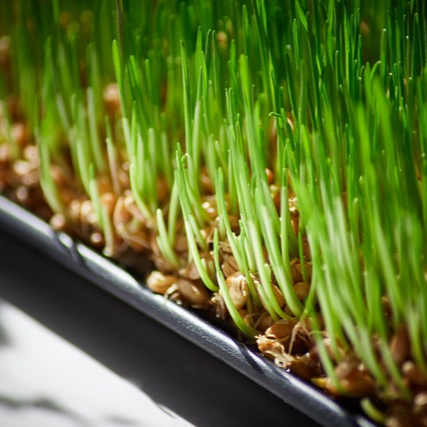 새싹보리 효능 부작용