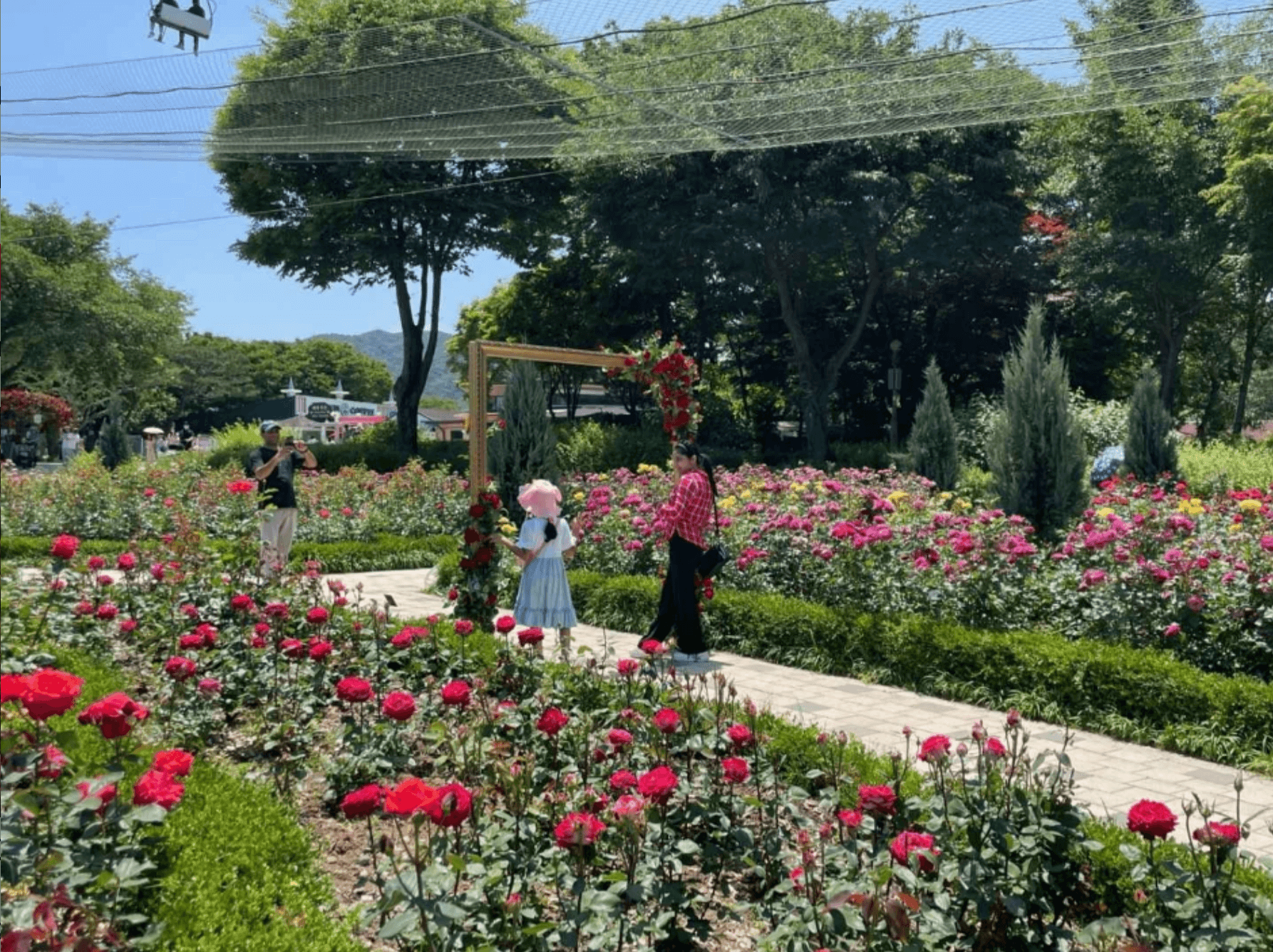서울대공원 장미원축제