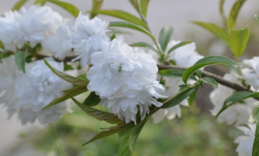 옥매화 황매화 홍매화 포토 꽃말 키우기와 가지치기 알아보기