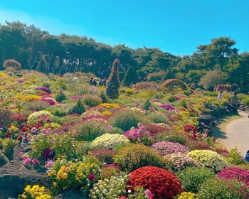 벽초지 수목원 가을꽃 국화축제_11