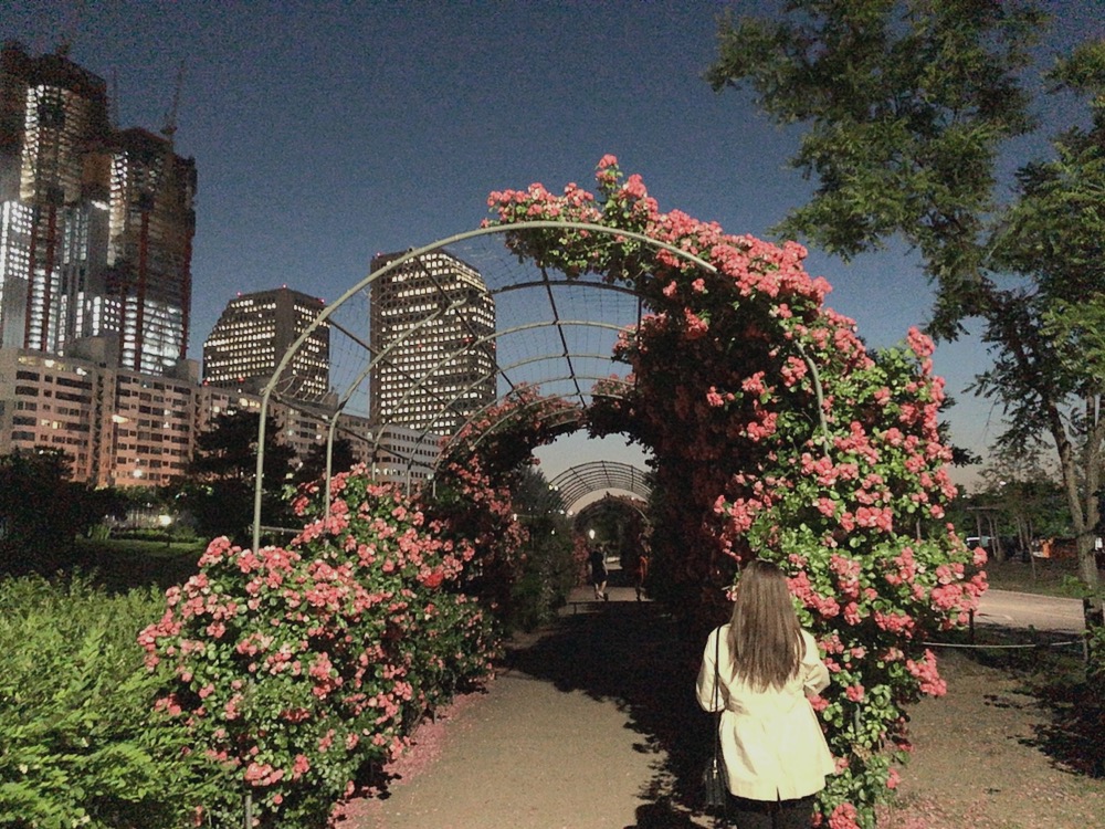 여의도-봄꽃축제-서울시제공