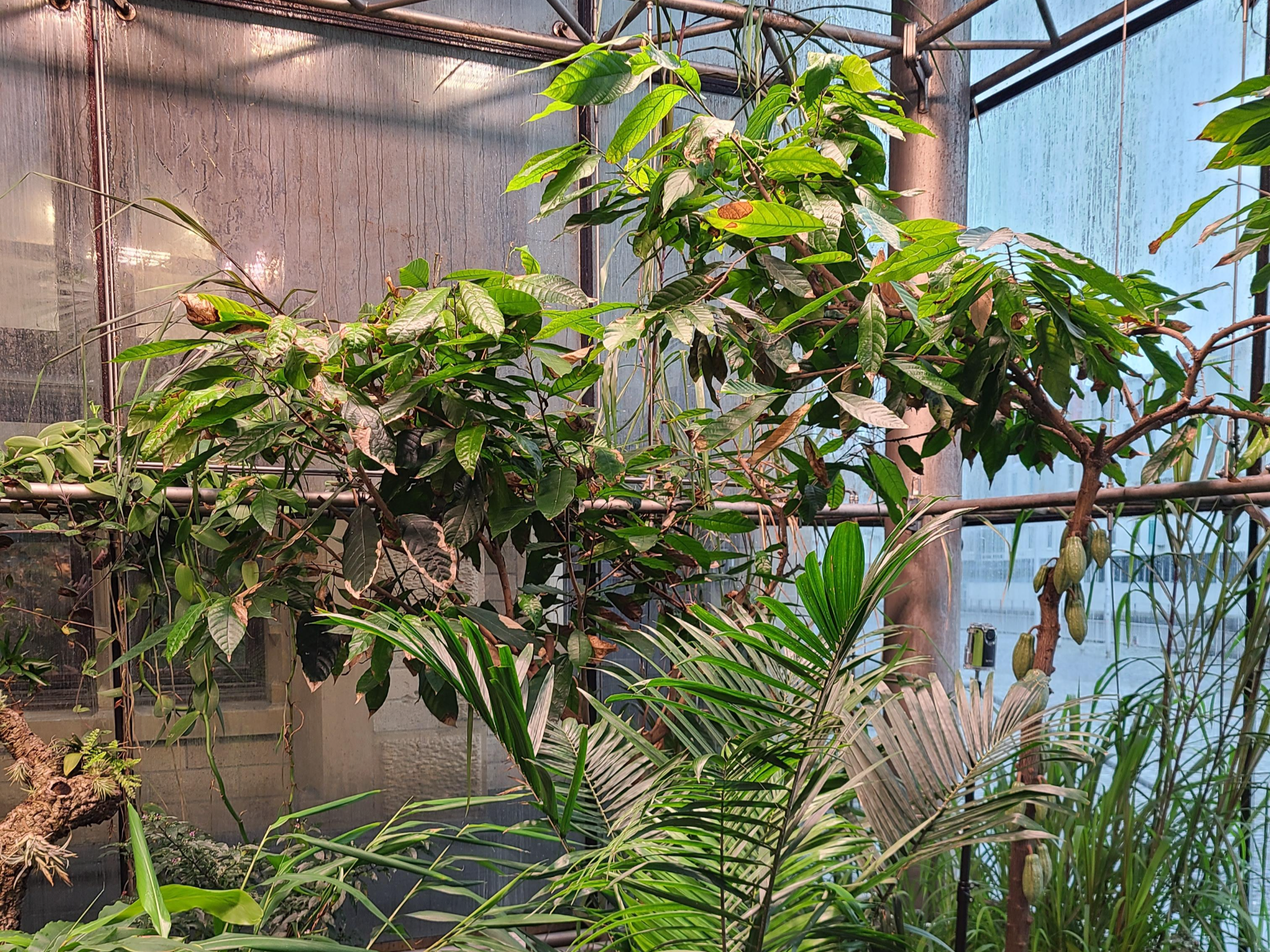 쾰른 임호프 초콜릿박물관 실제 카카오 나무