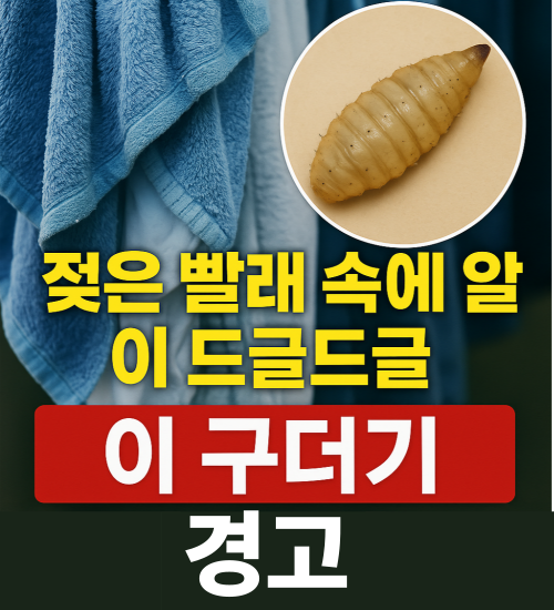 젖은 빨래 속에 숨은 구더기 감염 경고 – 파리 유충이 자라는 위험을 알리는 경고 이미지