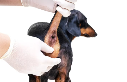 엉덩이 진료중인 강아지