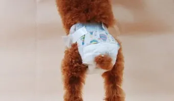 강아지 생리 기간 주의 사항_3
