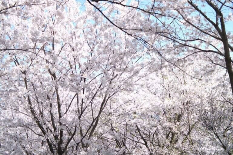 대전 근교 벚꽃 숨은 명소&amp;#44; 벚꽃 명소