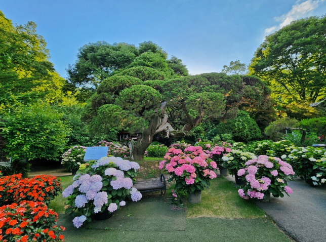 율봄식물원 수국 개화 시작! 광주 근교 수국 명소 완전 정복(개화시기, 입장료, 주차, 포토존 등)