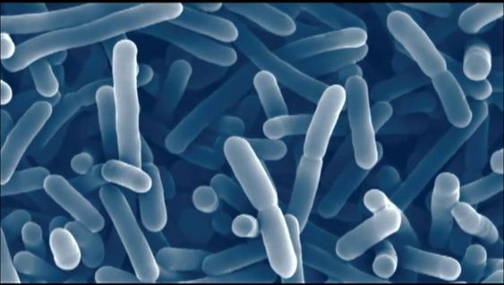 장염 증상 장염 빨리 낫는 법 원인 초기 증상